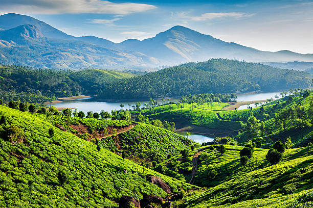 tea plantations and muthirappuzhayar river in hills near munnar, kerala, india